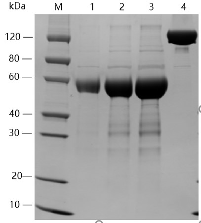 SARS-CoV-2 Spike Protein (RBD, MFc Tag)